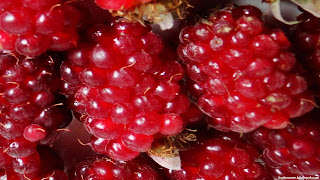 tayberry fruit images wallpaper