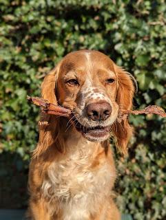 Eko the Golden Cocker Spaniel sitting in front of a wall of ivy holding in his mouth two sticks of venison tendon, quite frankly I'm amazed he didn't just  scoff them down lol