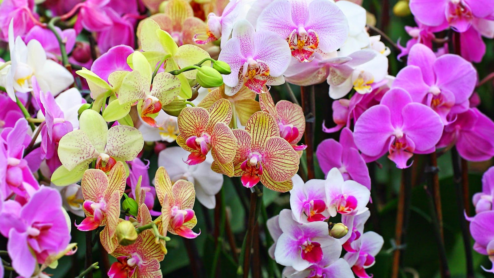 20 Gambar Foto Bunga Anggrek Yang Cantik Ayeeycom