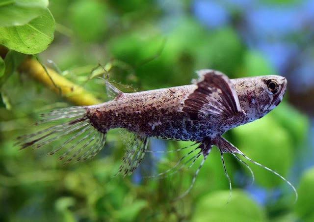 butterfly fish ikan hias air tawar