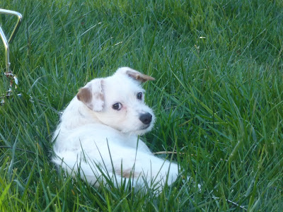 Freckles the Dog Outside