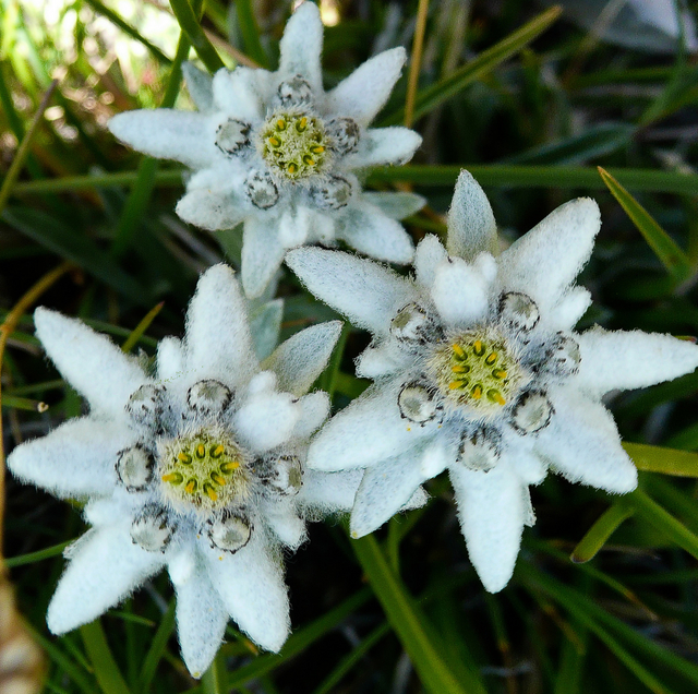 Gambar Bunga Edelweis Cantik dan Fakta Unik Terbaru ...