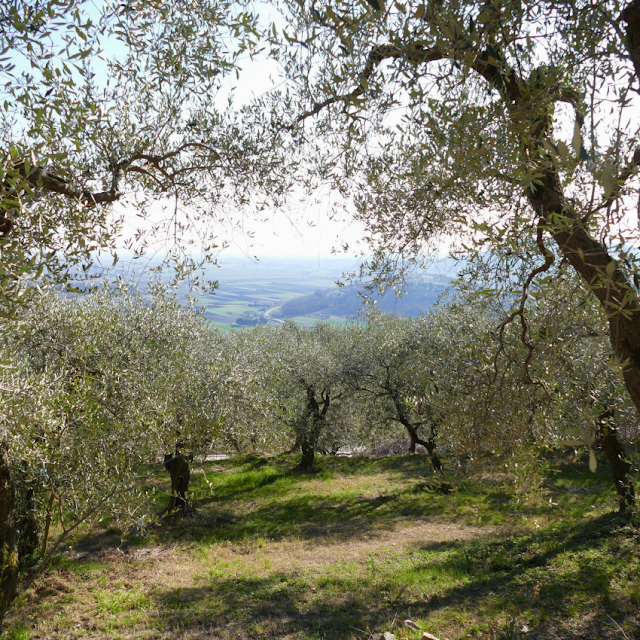 sentiero atestino 3 colli euganei