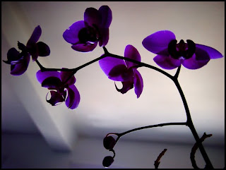 violet orchid