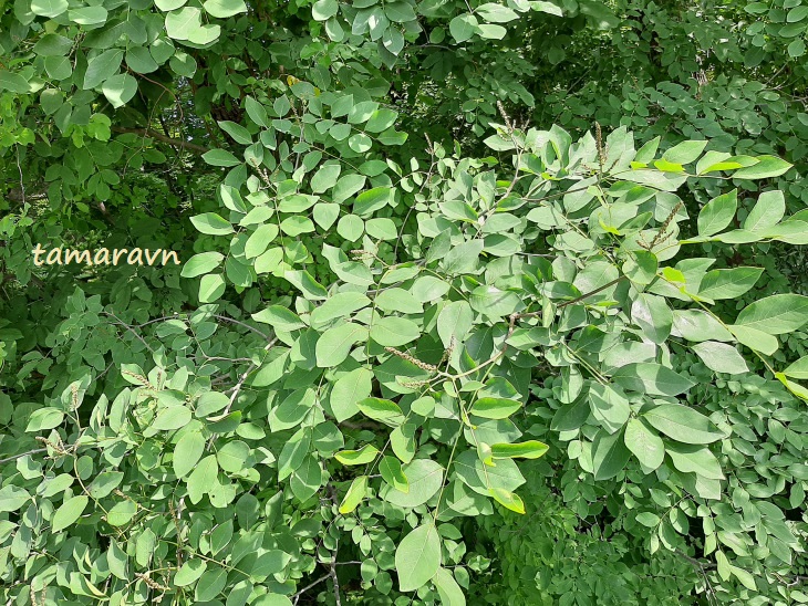 Маакия амурская (Maackia amurensis)