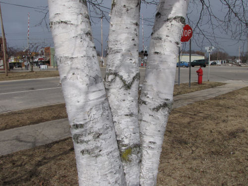 urban white birch tree