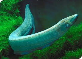 electric eel infomation Electrophorus electricus animal photo