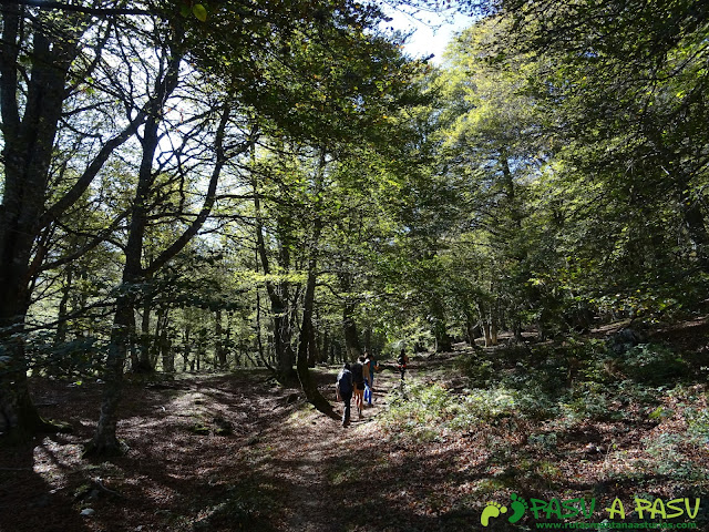 Ruta Vega Pociellu y Bosque Fabucao: saliendo en el Bosque de Fabucao