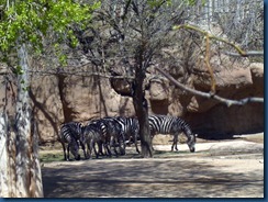 Albq Zoo (12)