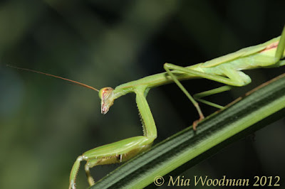 preying mantis