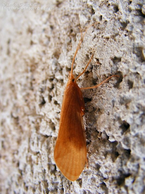 http://www.biodiversidadvirtual.org/insectarium/Stenophylacini-img405836.html