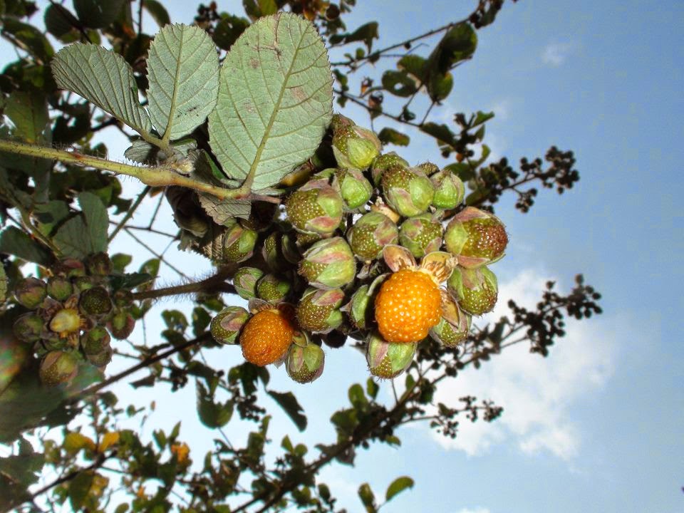 Common Fruits of Nepal