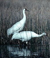 Whooping Cranes at Woods Buffalo in Canada