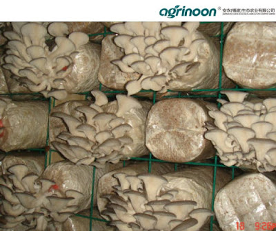 mushroom logs supplier