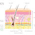 โครงสร้างของผิวหนัง...ผิวหนังแต่ละชั้นมีหน้าที่อย่างไร