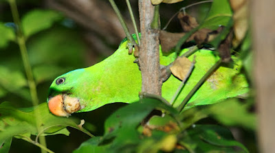 Blue-naped Parrot (Tanygnathus lucionensis)