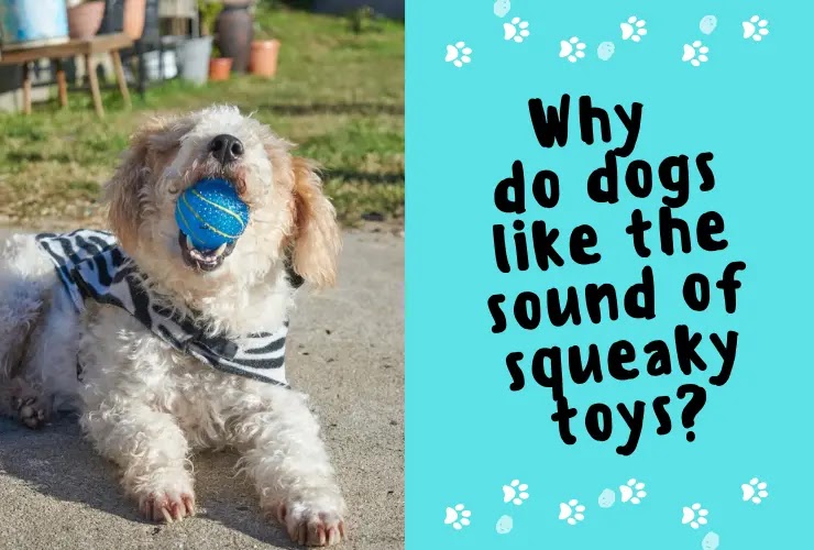 Why do dogs like the sound of squeaky toys?