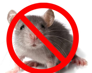 Rodent Solutions in Darien
