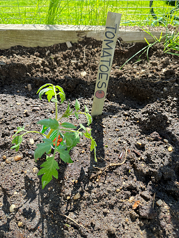 tomato plant and tomato stake