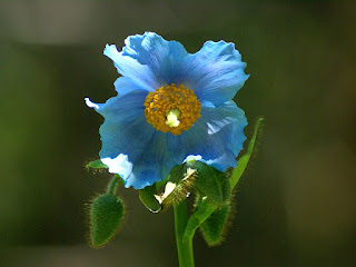 Pavot bleu de l'Himalaya - Meconopsis betonicifolia