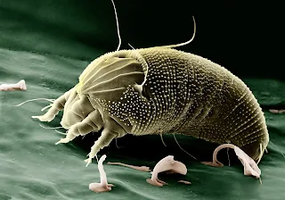 Mites