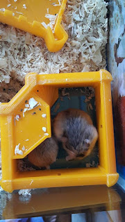 Hamsters sleep in the 3d printed castle