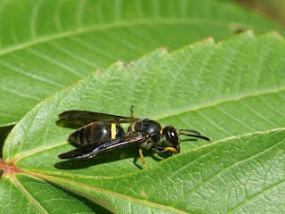 Ancistrocerus unifasciatus 