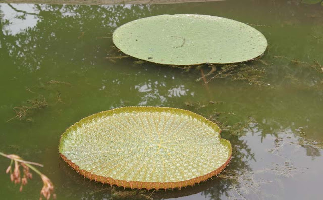 Giant Water lily Flowers Pictures