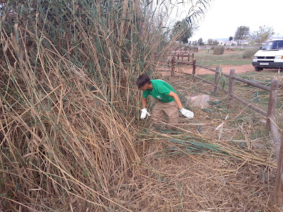 Trabajos de limpieza de cañar y reacondicionado de la zona del estanque de las tortugas.