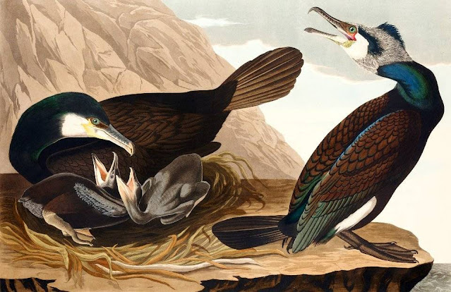 طيور أمريكا ، جون جيمس أودوبون