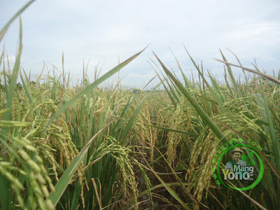 Padi sawah adalah ...