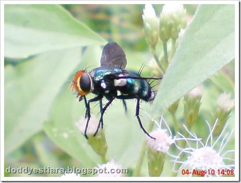 flower fly-lalat bunga 02