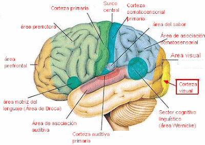 Imagen relacionada