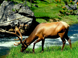 Animal Wallpapers