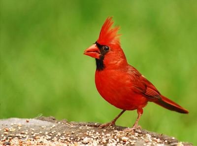 Info Unik dan Menarik: 10 gambar burung tercantik di dunia 