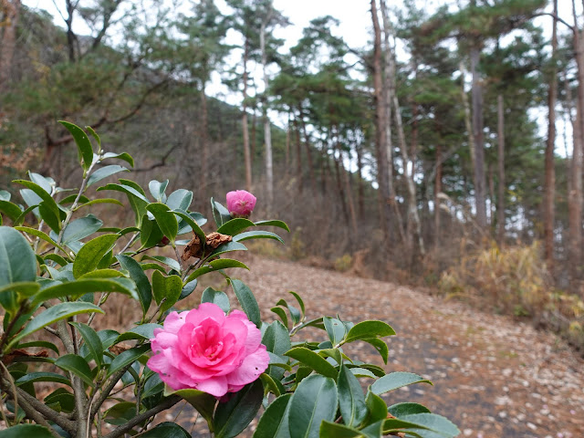 大山希望ヶ丘の降りる道