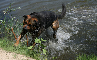 Rambo really really REALLY loves the water