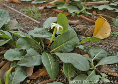 Flor de sapo (Jaborosa integrifolia)