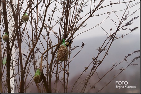 nature_20120320_talgoxe