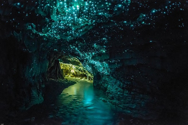 Dia 16: Visita a les Waitomo Caves (Cuques de llum!) i Hamilton Gardens