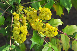 Bee-friendly mahonia