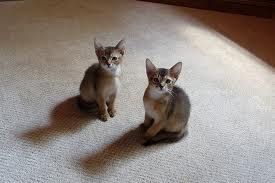 ruddy abyssinian kittens - Tawny - Usual