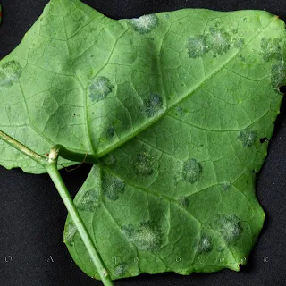 Powdery mildew of cucurbits