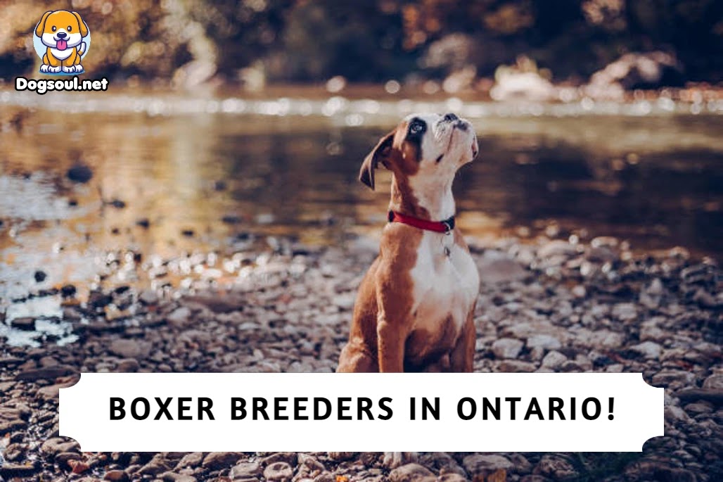 Boxer Breeders in Ontario