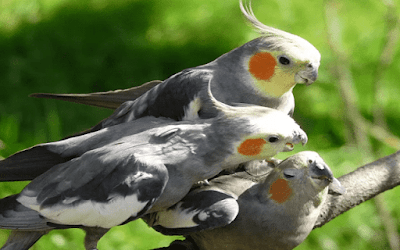 burung falk jantan dan betina