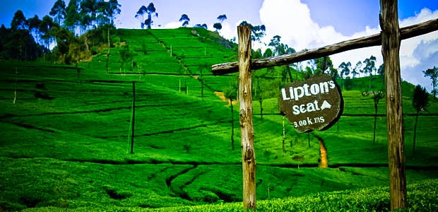 Image result for Walk to Liptonâ€™s Seat through Dambethanne Tea plantation