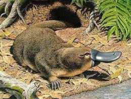 Fakta Baru Platypus Hewan  Setengah Ular Bebek dan  