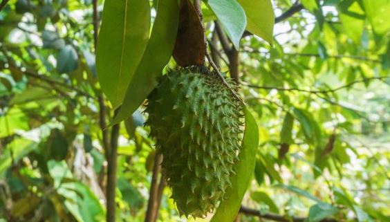 Daun Sirsak: Obat Herbal Berkhasiat Tinggi untuk Kesehatan Tubuh