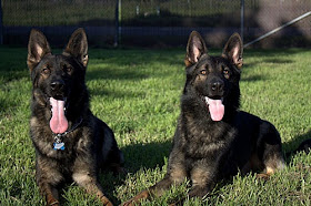 German Shepherds