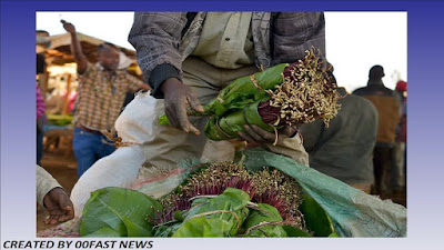 Somalia's coronavirus khat bans leaves chewers in a stew | 00Fast News